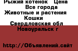 Рыжий котенок › Цена ­ 1 - Все города Животные и растения » Кошки   . Свердловская обл.,Новоуральск г.